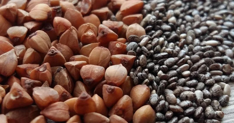 Les protéines végétales quand on débute en cuisine